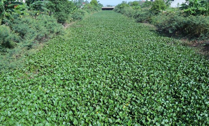 Kênh tưới tiêu tại xã Lam Thành dày đặc bèo. Ảnh: Cổng thông tin xã Lam Thành