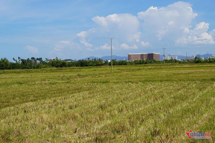 Nhiều cánh đồng tại xã Nghi Liên cũ (nay là phường Vinh Hưng) bị bà con bỏ hoang vì không có nước gieo trồng. Ảnh: T.T