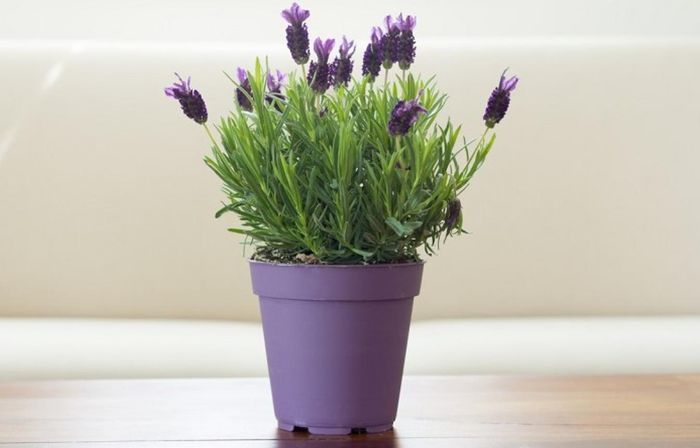 Cây oải hương với sắc tím dịu dàng, hương thơm nhẹ nhàng được khoa học chứng minh giúp giảm lo âu và cải thiện giấc ngủ.