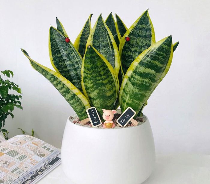 Cây lưỡi hổ với lá sắc nhọn vươn thẳng, được xem là "máy lọc không khí" có khả năng hấp thụ formaldehyde và nhả oxy vào ban đêm.
