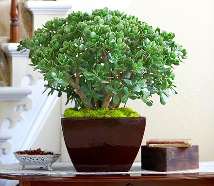 Cây ngọc bích với lá dày, xanh bóng - loài cây mọng nước dễ chăm, giúp duy trì trạng thái tinh thần tích cực.