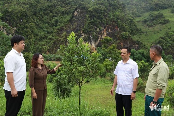 Lãnh đạo Sở Nông nghiệp Điện Biên khảo sát cây mắc ca tại xã Tuần Giáo