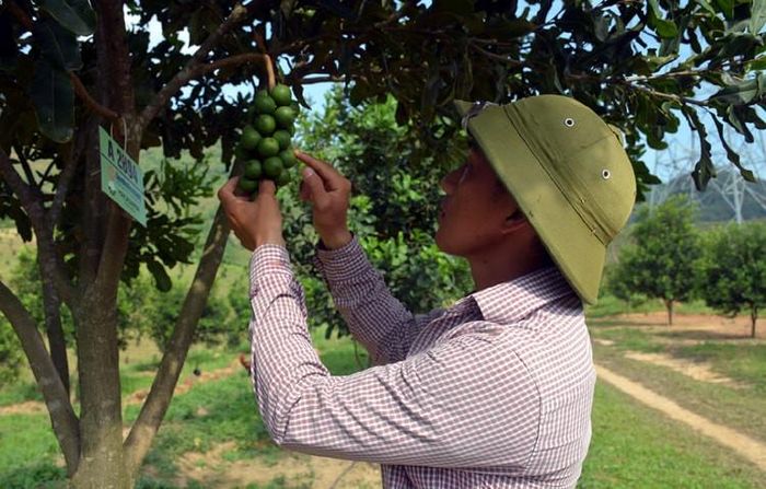 Cây mắc ca đã mang lại thu nhập khá cho người dân Điện Biên. Ảnh TL