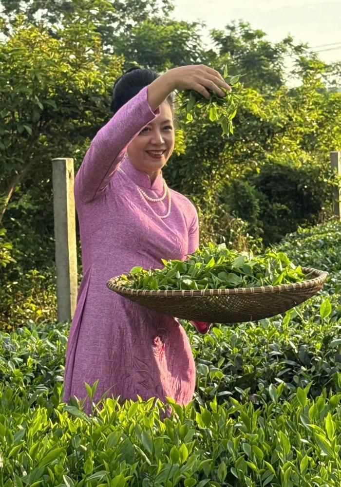 NSƯT Chiều Xuân trải nghiệm hái chè trên đồi chè Thái Nguyên. 