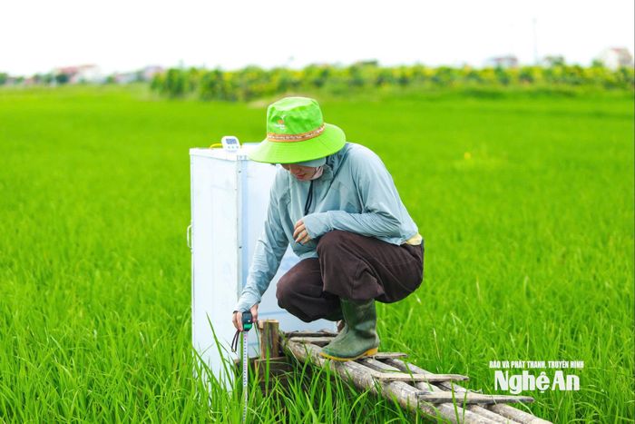Sản xuất lúa giảm phát thải carbon ở xã Minh Châu. Ảnh: Vĩnh Hoàng