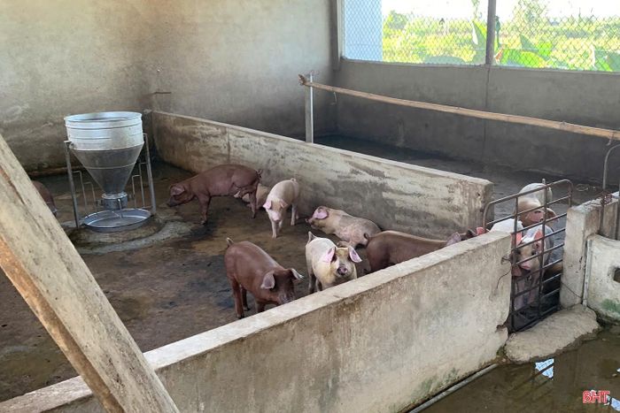 Trong bối cảnh bệnh dịch tả lợn châu Phi diễn biến phức tạp, các hộ tham gia mô hình vẫn duy trì đàn lợn khỏe mạnh.