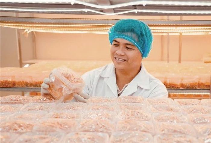 Anh Trần Tài, Bí thư Chi đoàn, Giám đốc Công ty TNHH Nấm sinh học Việt Nam (Vinabiomush) kiểm tra quy trình nuôi trồng nấm dược liệu ứng dụng công nghệ sinh học tại cơ sở sản xuất. Ảnh: TTXVN phát