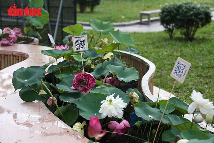 Nhiều giống sen được giới thiệu kèm mã QR để du khách tìm hiểu thông tin.