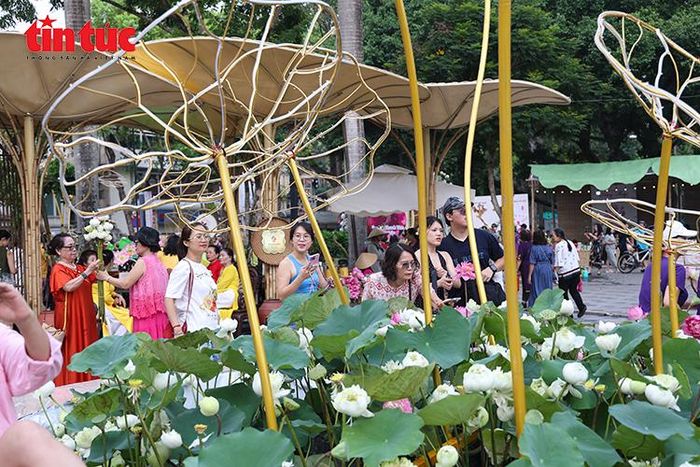 Các giống sen được trưng bày tại lễ hội thu hút sự quan tâm của du khách.