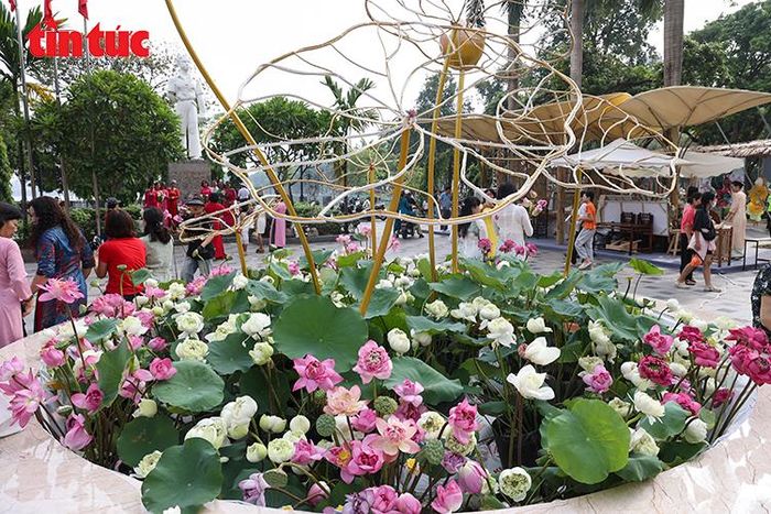 Các giống sen được trưng bày tại lễ hội thu hút sự quan tâm của du khách.