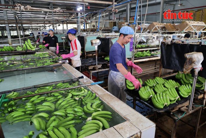 Chế biến, bảo quản và chuẩn hóa quy trình sản xuất đang góp phần nâng cao giá trị gia tăng cho ngành hàng chuối xuất khẩu.