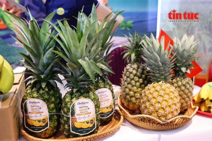 Trái dứa chất lượng cao được tuyển chọn kỹ lưỡng, đạt tiêu chuẩn xuất khẩu với hình thức đồng đều, vị ngọt đậm và đáp ứng yêu cầu nghiêm ngặt của thị trường quốc tế.