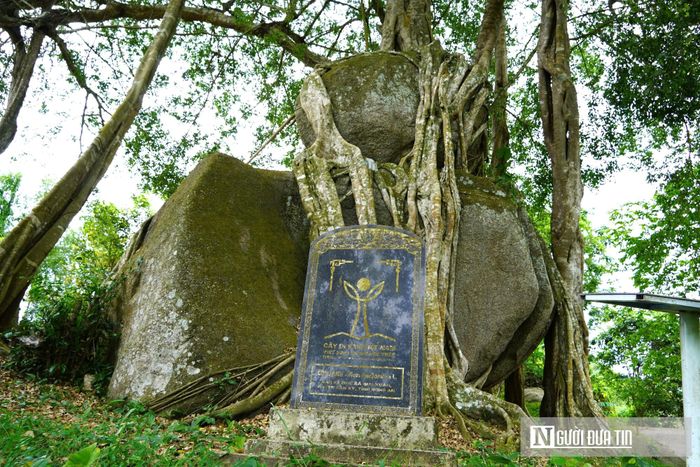Trao đổi với Người Đưa Tin, ông Đào Quang Thịnh – Trưởng phòng Văn hóa xã hội xã Giai Xuân khẳng định, chính quyền địa phương rất coi trọng việc bảo tồn cây sanh cổ thụ này. Từ khi cây được công nhận là Cây di sản Việt Nam, địa phương đã tiến hành tôn tạo để nơi đây trở thành một điểm tham quan của người dân trong vùng. Trước đó, địa phương đã xây bờ rào và lập miếu thờ. Trong đợt ra quân trồng cây dịp Tết năm nay, chính quyền cũng đã huy động làm đường dẫn vào khu vực cây sanh và trồng thêm hai hàng cây giáng hương trên đường dẫn vào. Hàng tháng, đoàn thanh niên, trường THCS và các tổ chức đoàn thể đều tiến hành dọn dẹp cảnh quan xung quanh.