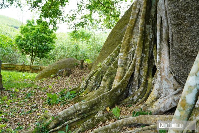 Ông Nguyễn Văn Tấn, 67 tuổi, trú tại xã Giai Xuân cho biết: “Từ lúc tôi sinh ra và lớn lên, rồi đến đời con, đời cháu tôi bây giờ, cây sanh đã sừng sững ở đó rồi. Người già trong làng kể lại cây đã sống cả nghìn năm. Đối với dân làng Kẻ Mui, cây không chỉ là một cái cây che bóng mát, mà là báu vật tâm linh, là nhân chứng lịch sử chứng kiến bao thăng trầm của vùng đất này. Từ xưa đến nay, hương ước của làng đã quy định rõ: không ai được tự ý chặt một chiếc lá, bẻ một cành nhánh. Ai ai cũng có ý thức chung tay gìn giữ cho thế hệ mai sau".