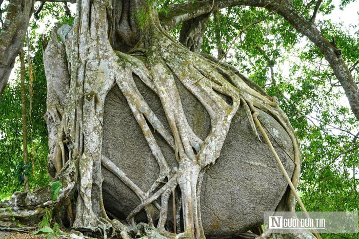Hội tụ đầy đủ ba yếu tố nghệ thuật đỉnh cao “cổ - kỹ - mỹ”, cây sanh nghìn năm tuổi này không chỉ là một kỳ quan của tạo hóa mà còn là niềm tự hào tâm linh sâu sắc, là báu vật vô giá được các thế hệ người dân Giai Xuân đồng lòng gì gìn giữ, bảo tồn