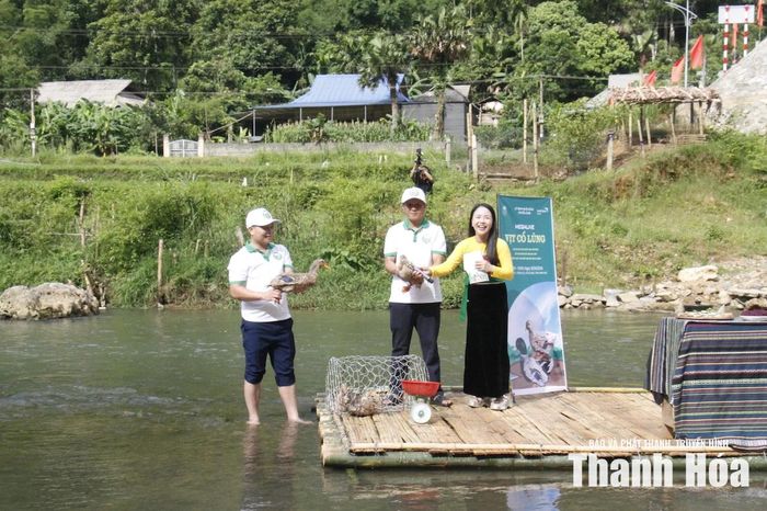 Phiên livestream quảng bá và kết nối thiêu thụ Vịt Cổ lũng.
