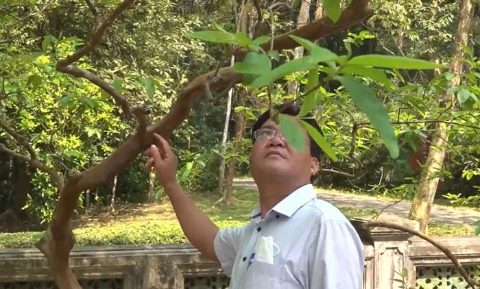 Mỗi khi có người gãi vào hốc cây, thân hay gốc, lập tức cành lá sẽ rung rinh như thể cây đang cười.