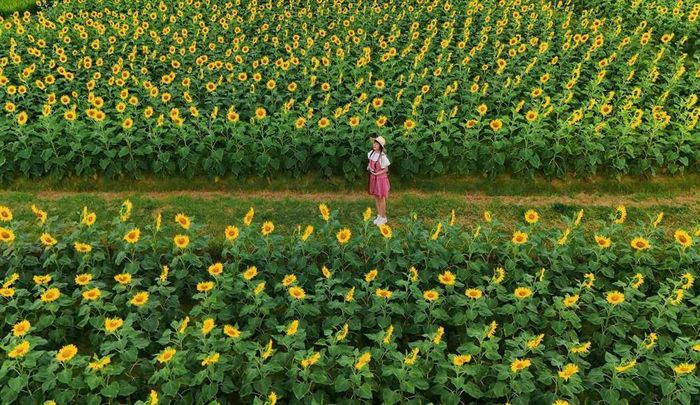  Cánh đồng hoa hướng dương tại phim trường Rose Garden. 