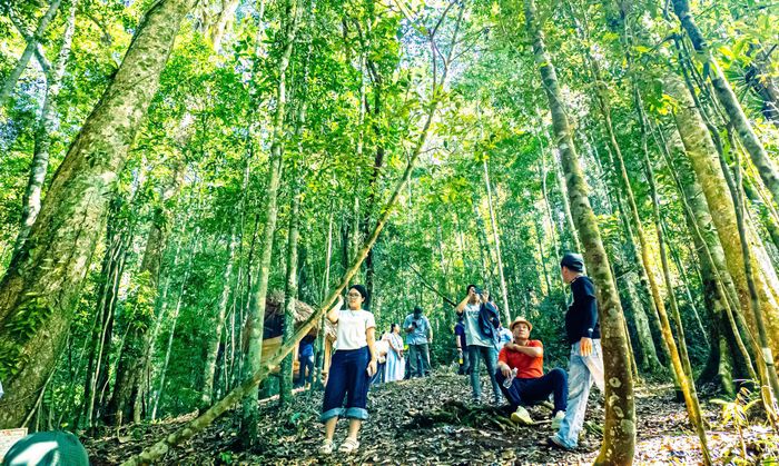 Du khách trải nghiệm rừng di sản pơ mu.