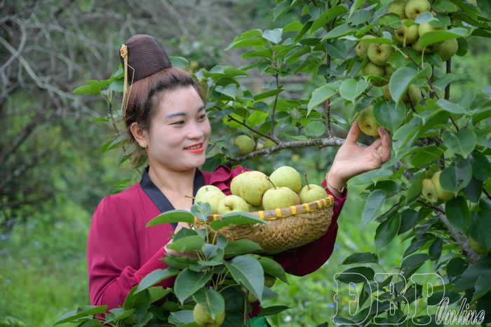 Người dân xã Pu Nhi thu hoạch lê.