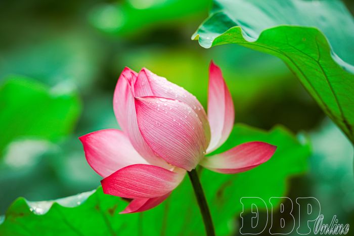 Những cánh sen mỏng nhẹ, sắc hồng thanh tao vươn lên giữa màu xanh của lá, làm dịu mát không gian trên núi Leng Su Sìn.