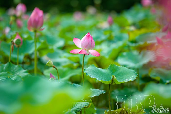 Hương sen lan tỏa giữa núi rừng, góp phần làm nên vẻ đẹp bình dị, yên bình của vùng đất cực Tây.