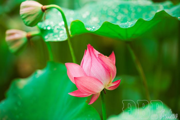 Những bông sen phớt hồng khoe sắc, mang vẻ đẹp thanh khiết giữa trời biên cương.