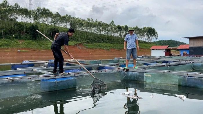 Nước cạn cùng thời tiết nắng nóng khiến cá nuôi bị chết.