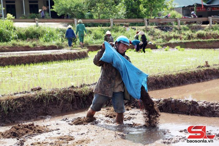 Nông dân xã Yên Châu sử dụng phân chuồng để cải tạo đất.