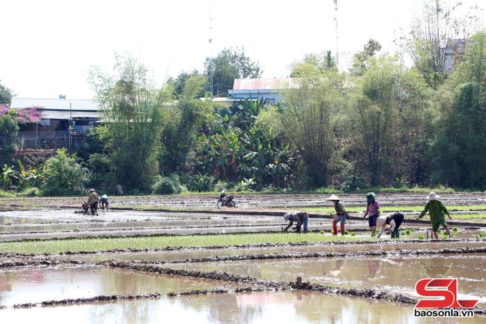 Nông dân xã Yên Châu tập trung xuống đồng gieo cấy lúa đảm bảo khung thời vụ.