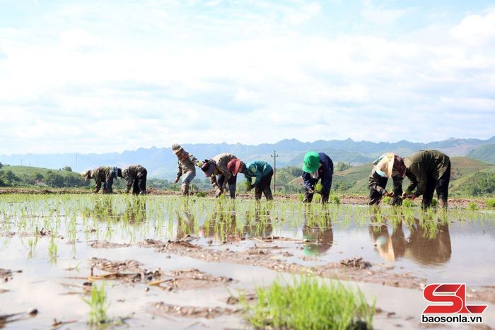 Nông dân bản Luông Mé gieo cấy vụ mùa.