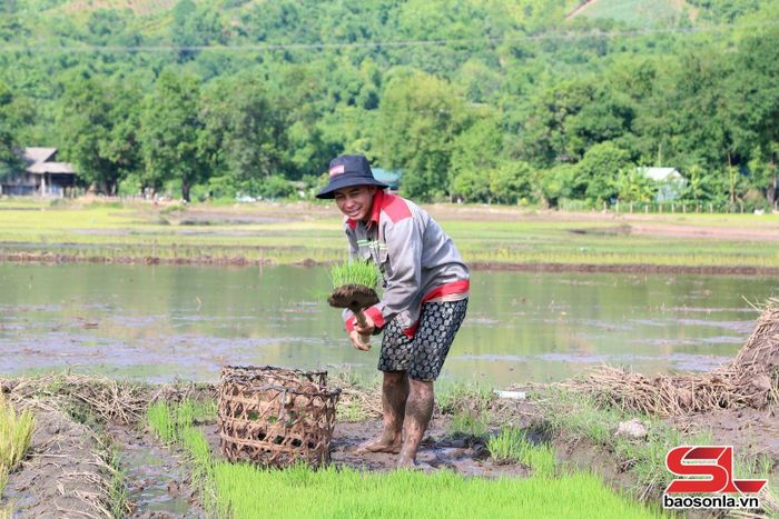 Nông dân xã Yên Châu gieo cấy mạ ngay trên đồng ruộng để rút ngắn thời gian vận chuyển.