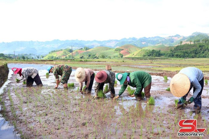 Các hộ gia đình đổi công lao động giúp nhau hoàn thành công việc gieo cấy cho kịp khung thời vụ.