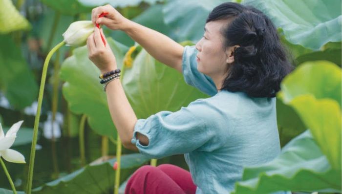  Ướp trà vào sen ở hồ Tịnh Tâm