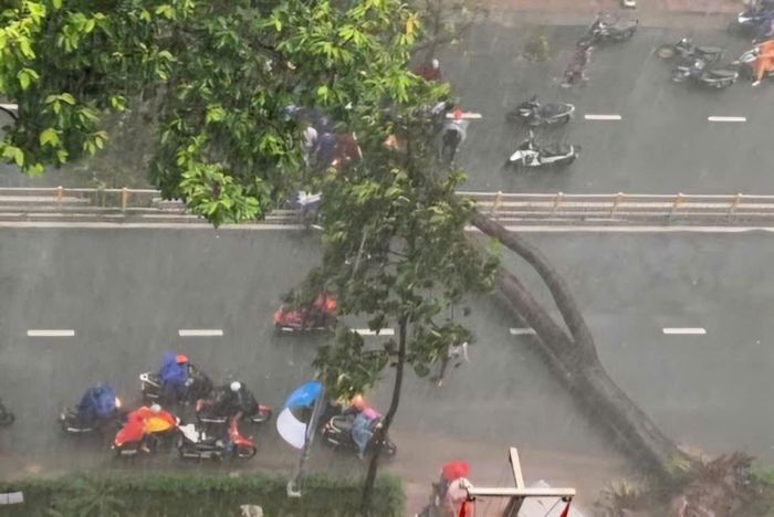 Một vụ mưa bão làm cây xanh trên đường Nguyễn Tri Phương (Quận 10 cũ) bật gốc, làm 1 người đi đường thiệt mạng, hồi tháng 10/2020