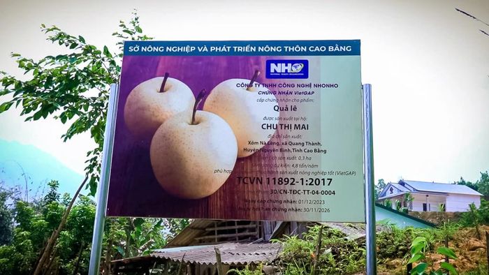 Quy trình trồng và chăm sóc theo tiêu chuẩn Vietgap được Sở Nông nghiệp và Môi trường hướng dẫn, tập huấn, phổ biến cho bà con.