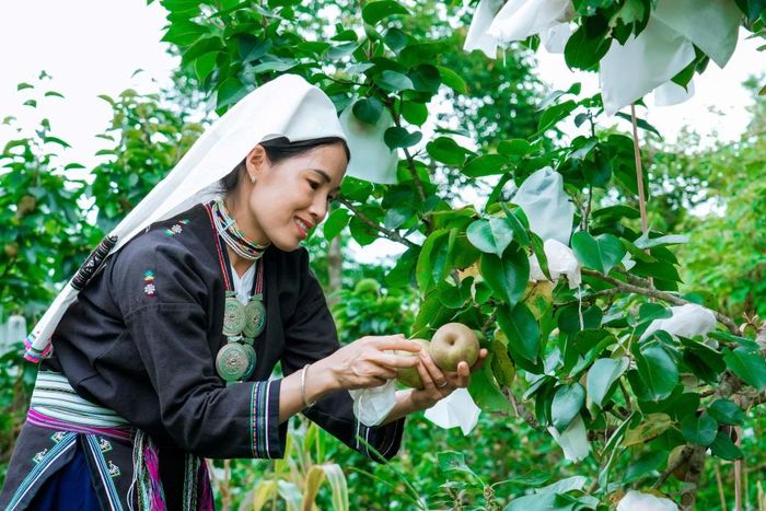 Theo chị Chu Thị Bích, lê VH6 phù hợp với điều kiện, thổ nhưỡng ký hậu của Nà Lẹng, nếu được chăm sóc đúng quy trình, cây lê phát triển tốt, cho năng suất cao.
