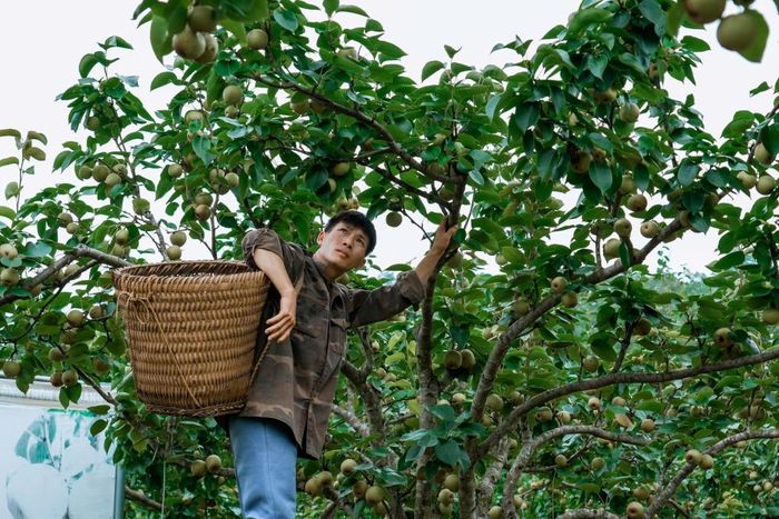 Anh Triệu Kiềm Vạng là một trong những người trồng lê đầu tiên của xóm, hiện gia đình anh có khoảng hơn 500 gốc lê, cho thu nhập ổn định hằng năm.