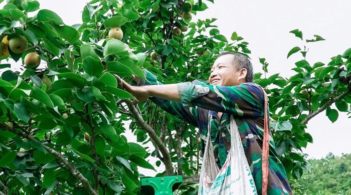 Cây lê VH6 trở thành một nguồn thu chính của người dân Nà Lẹng