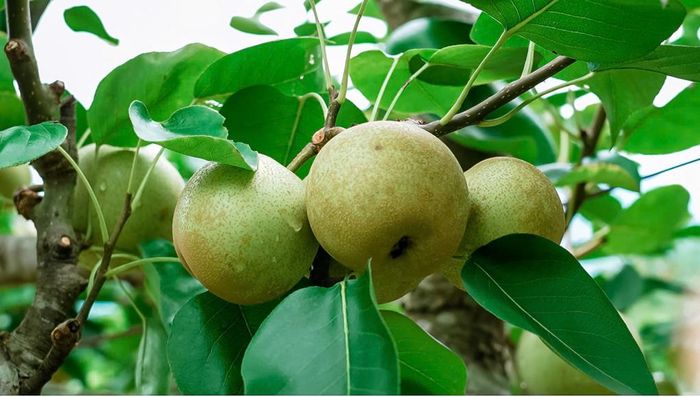 Giống cây lê VH6 được đưa vào trồng tại Nà Lèng từ năm 2016, sau 10 năm trồng, sản phẩm đã xây dựng được nhãn hiệu tập thể Lê Nà Lẹng.