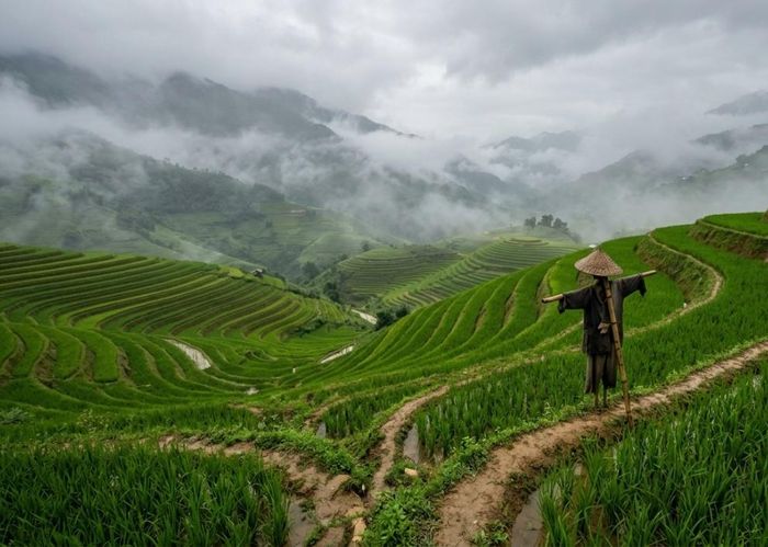 Hình ảnh bù nhìn trên đồng ruộng Việt Nam. (Ảnh: CT)