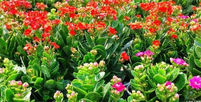 Trong phong thủy, cây sống đời là một trong những cây giúp ích cho người tuổi Canh Ngọ tăng vận khí tốt cho gia đình.
