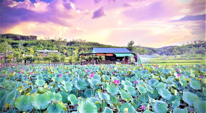 Một góc thôn Đại An vào mùa hoa sen nở. Ảnh: CĐ.