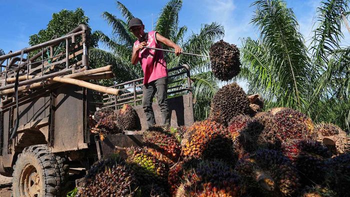  Thu hoạch quả cọ dầu tại tỉnh Bengkulu (Indonesia). Ảnh: NIKKEI ASIA 