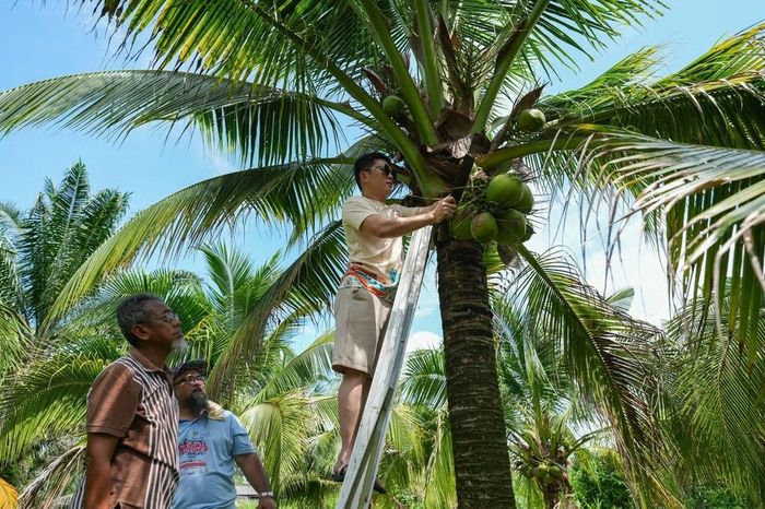  Du khách Trung Quốc thử hái dừa trong một hoạt động trải nghiệm du lịch do cơ quan quản lý du lịch địa phương ở Johor, Malaysia tổ chức vào tháng 5. Ảnh: Tân Hoa Xã. 