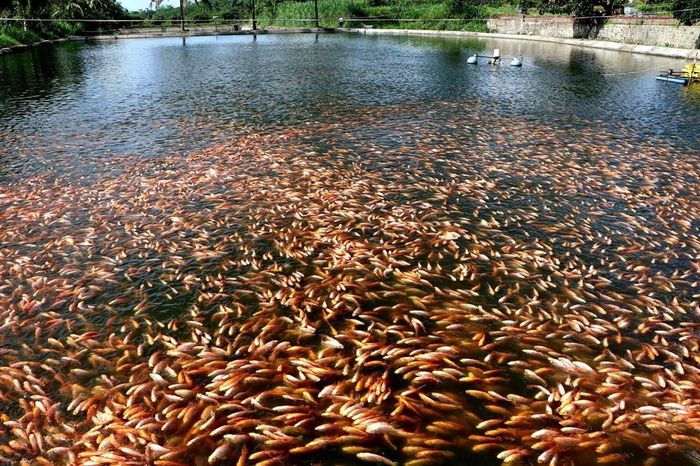 Nhờ áp dụng kỹ thuật nuôi hiện đại, mô hình nuôi cá của gia đình ông Chuyền phát triển ổn định, góp phần nâng cao giá trị kinh tế