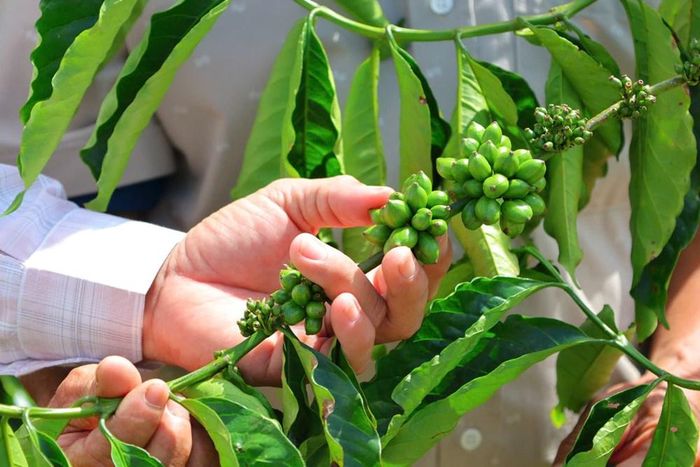 Mô hình cà phê của gia đình ông Hoàng Danh Chuyền mang lại hiệu quả kinh tế cao và phát triển theo hướng bền vững