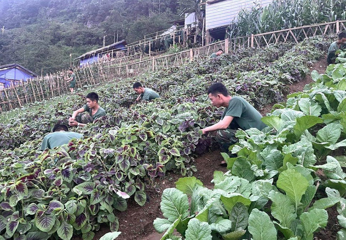 Thành quả là những luống rau luôn xanh tốt. 
