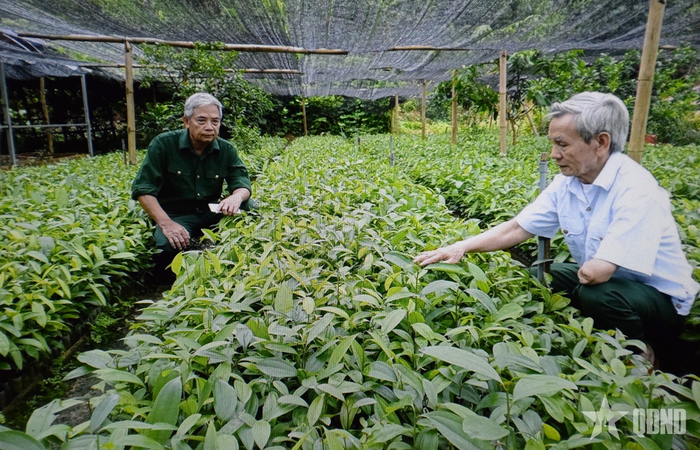  Thương binh Phạm Thanh Xuân (bên phải) trong vườn ươm cây giống. Ảnh do nhân vật cung cấp