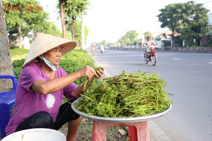 Với giá khoảng 40.000 đồng/kg, mỗi ngày anh Hùng thu nhập từ 150.000-200.000 đồng, số tiền chỉ vừa đủ trang trải tiền thuê trọ và chi phí sinh hoạt của hai mẹ con.